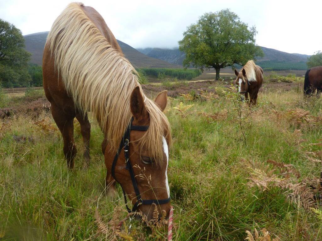 Horses eating