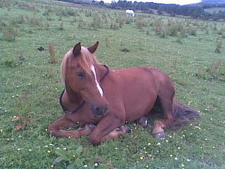 Horse lying in field