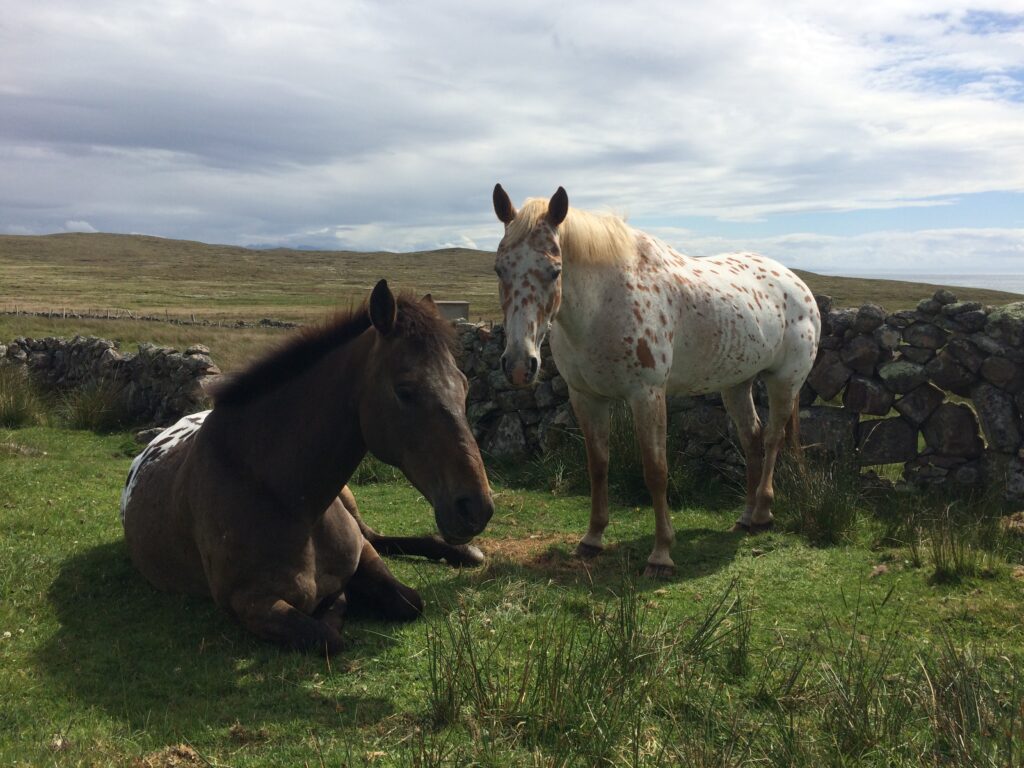 Horses in field