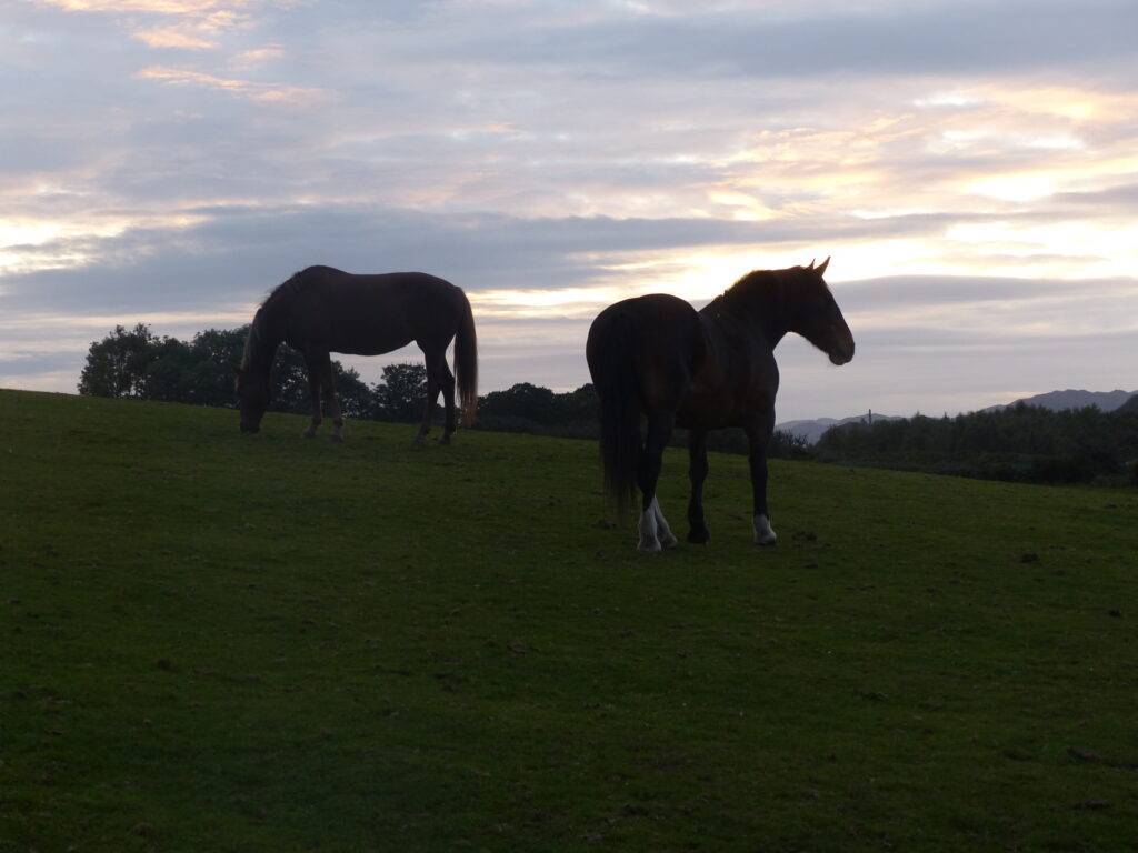 Horses standing in field