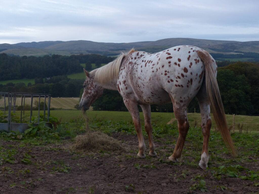 Horse eating in field