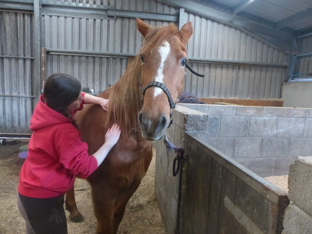 Horse receiving equine sports massage treatment