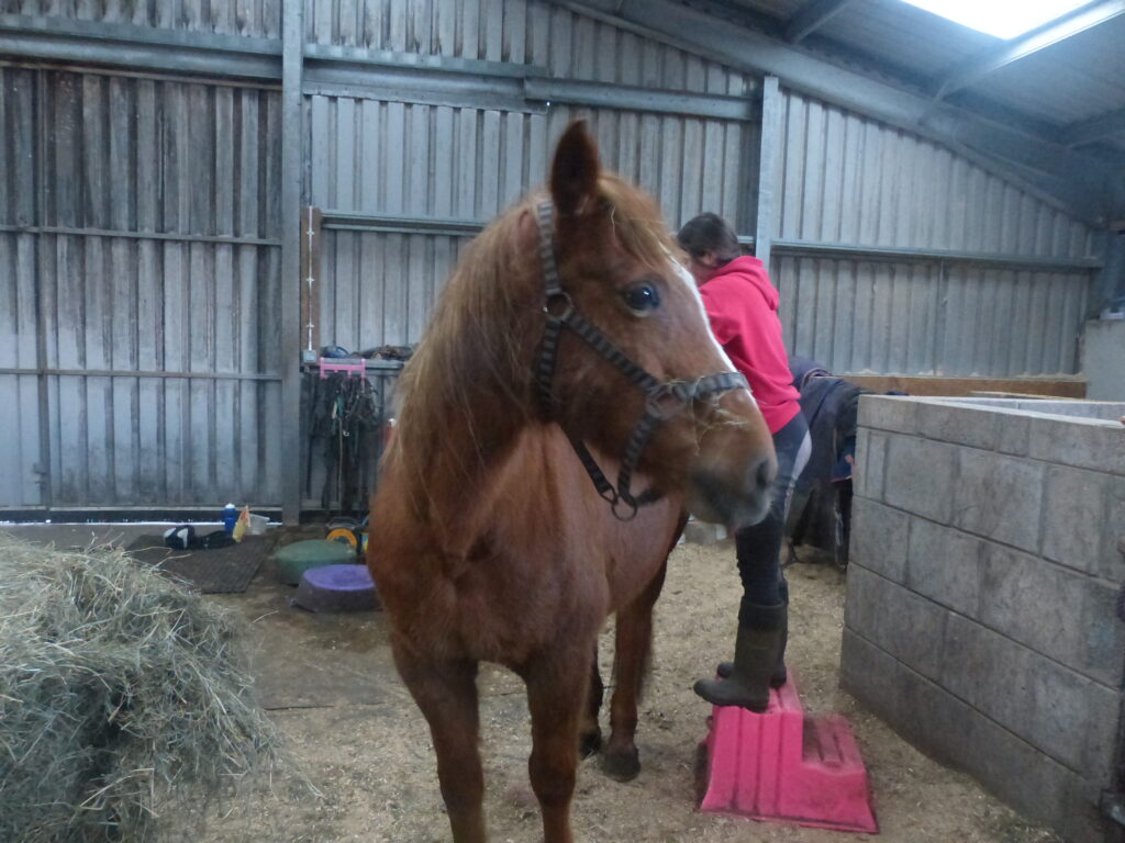 Horse receiving equine sports massage treatment